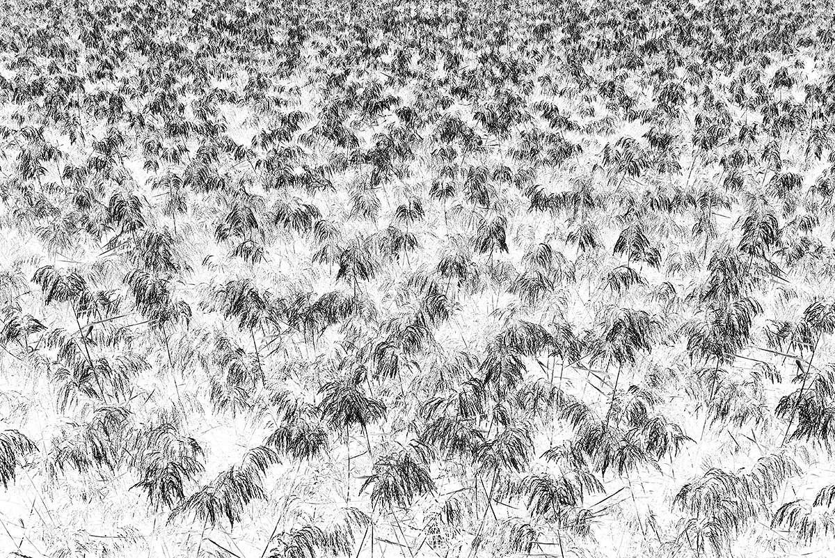 Finalist: Reeds