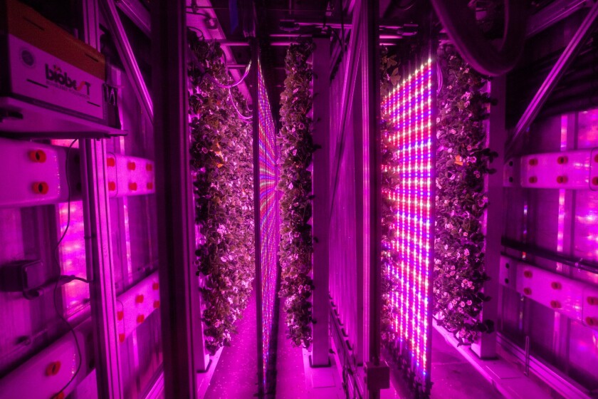 Inside Agricool's shipping container at the Dubai Sustainable City, where the startup aims to raise strawberries without pesticides