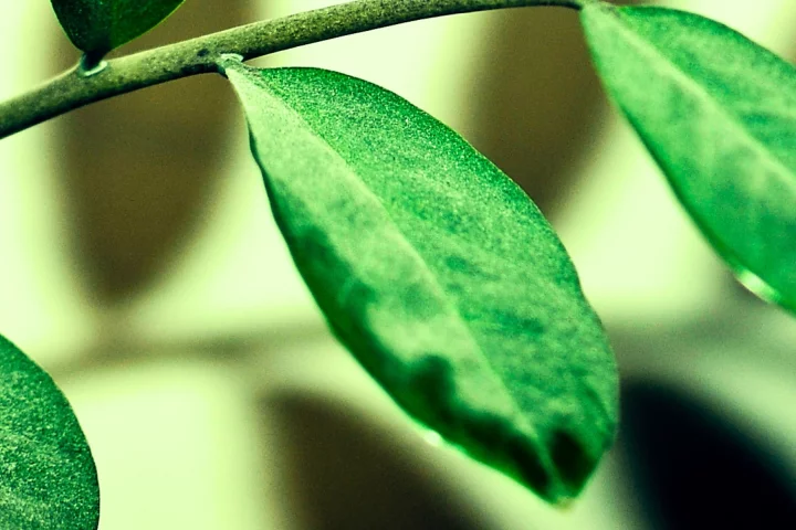 Dusty plant leaf