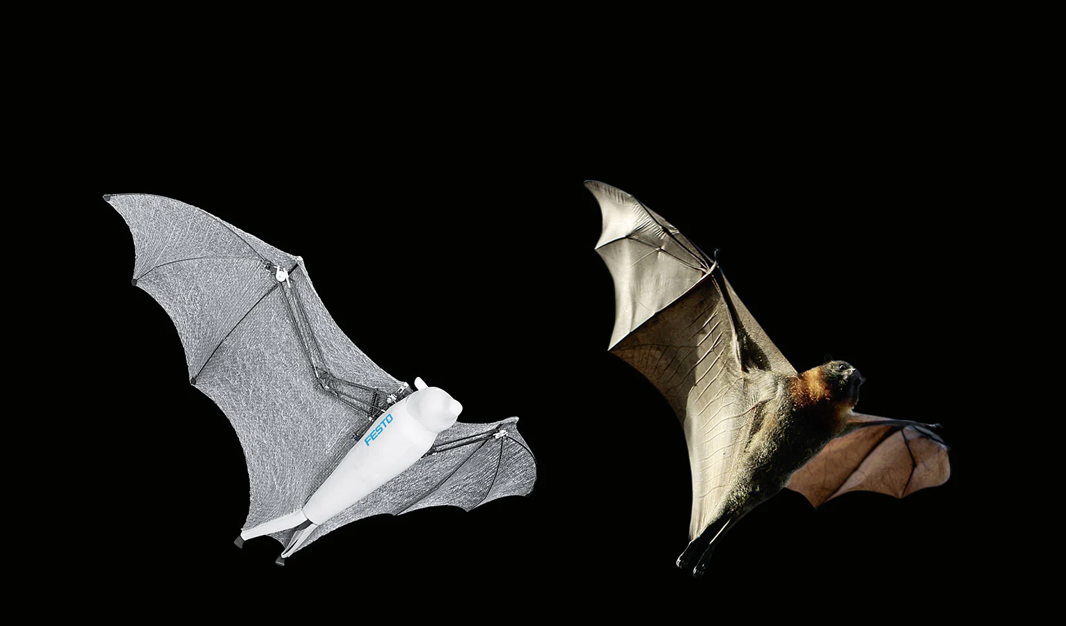 The BionicFlyingFox, as compared to the real thing