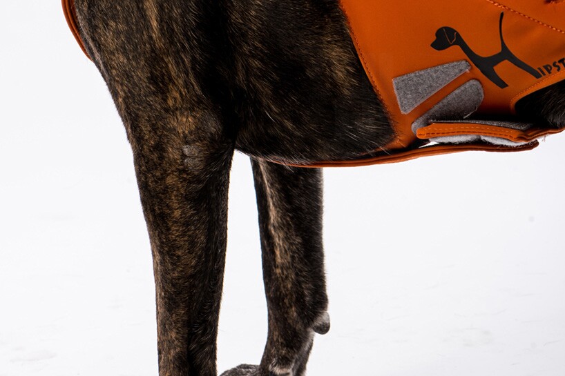 Hipster rehabilitation brace aims to treat hip dysplasia in dogs