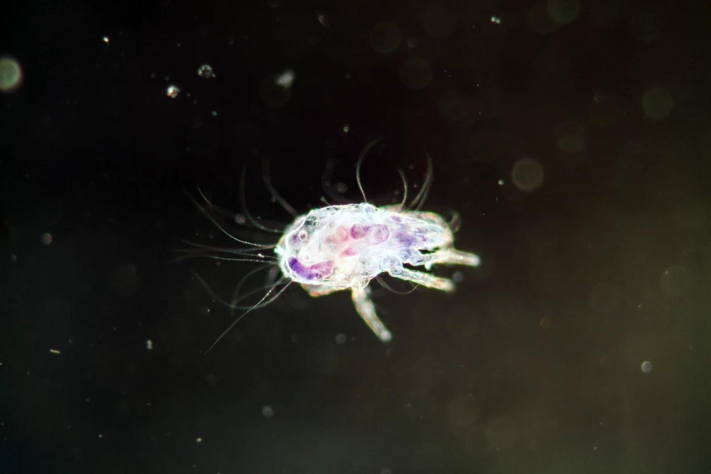 House dust mite under the microscope