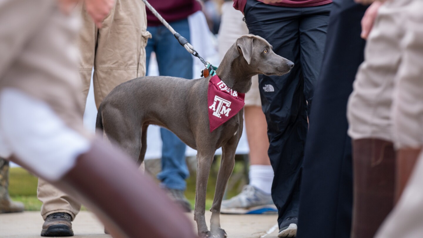 The study was led by researchers at the Texas A&M School of Veterinary Medicine and Biomedical Sciences