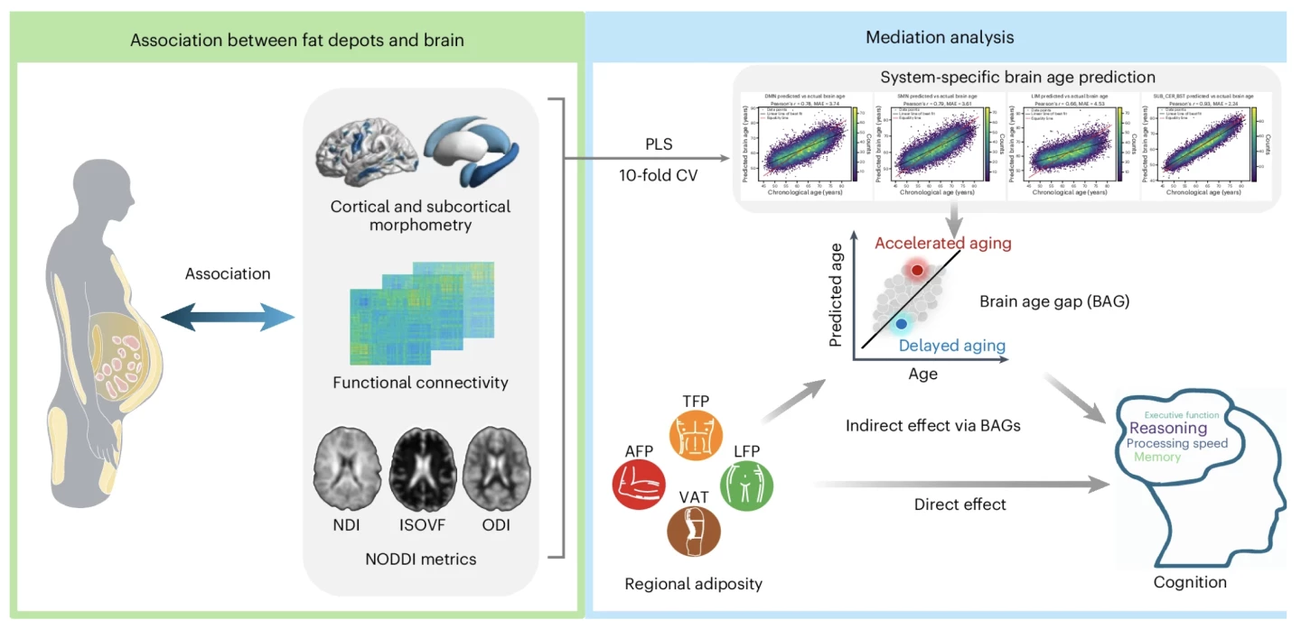 The left panel illustrates the associations between regional adiposity and brain morphology, functional connectivity and white-matter microstructure. The right panel depicts the construction of a brain age prediction model
