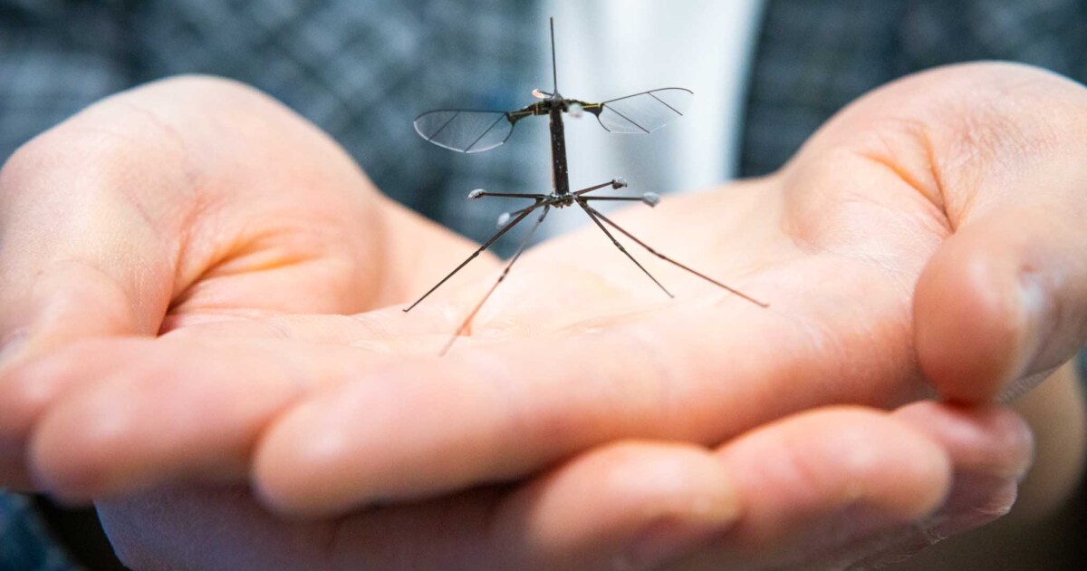 Harvard’s RoboBee Learns to Land with Crane Fly Inspired Legs