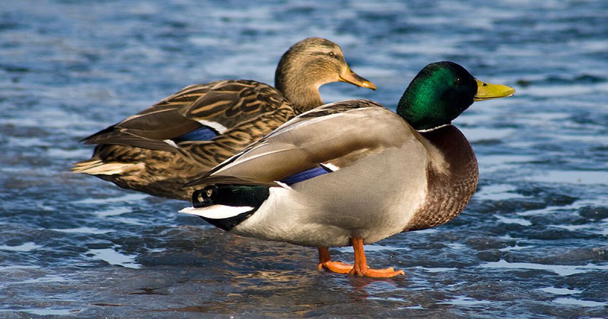 Duck mating is an arms race