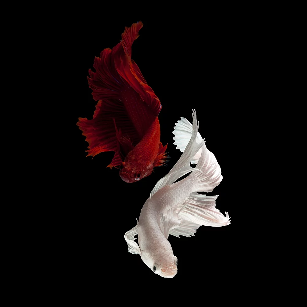 Winner of 1st place in the Professional Wildlife/Animals category: Jirawat Plekhongthu - The Elegant of Siamese Fighting Fish. Known as betta fish, these popular aquarium species are notably aggressive hence their more common name, Siamese fighting fish