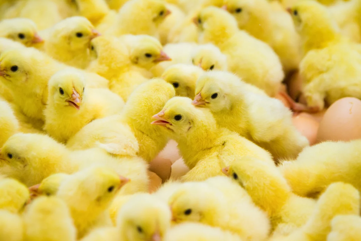 Every year, millions of male chicks are destroyed at hatcheries worldwide