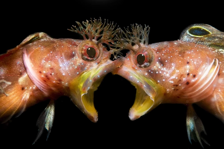 Underwater Photography Awards. Runner-Up, Behavior. This is a picture of blenny in a fight. It is a species of chaenopsid blenny found around Japan and South Korea. Its most distinctive feature is its hairstyle, which is often referred to as Punk Blenny or Mohican Blenny.