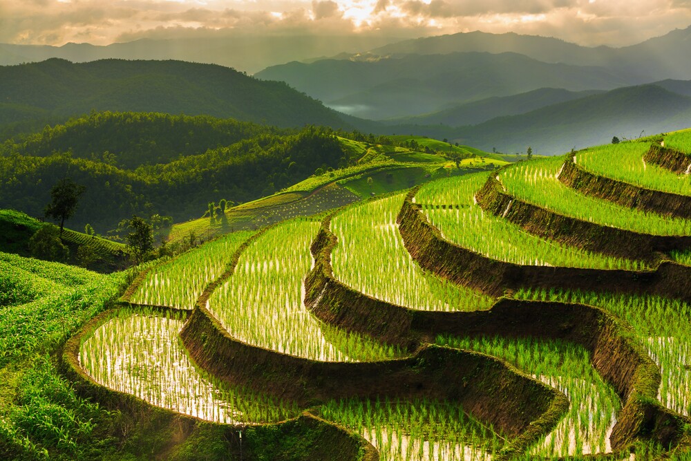 Rice feeds over half the people on Earth, but it's production results in a significant proportion of methane emissions