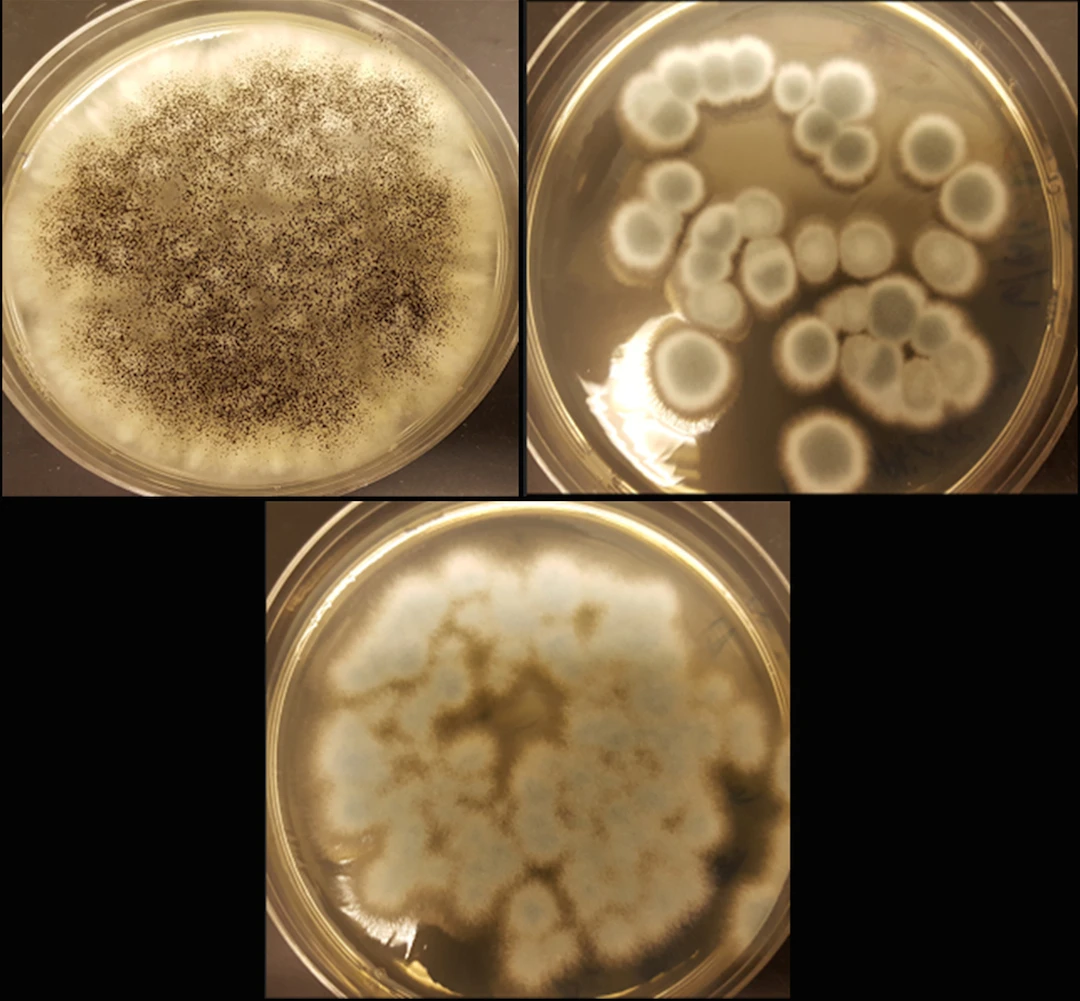 Researchers have used three strains of fungi to extract valuable metals from discarded batteries