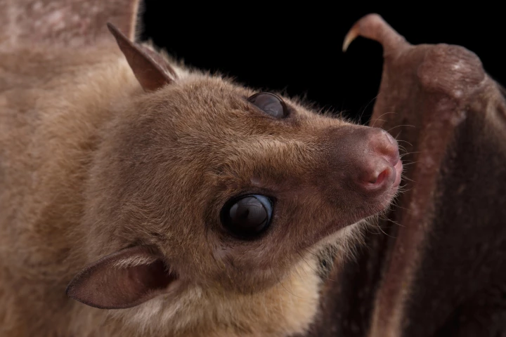 Word has it that the Egyptian fruit bats have no recollection of being part of a prize-winning study