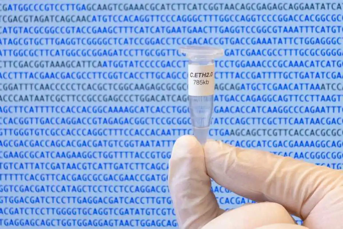 Scientists have created the first computer-generated genome of a living organism