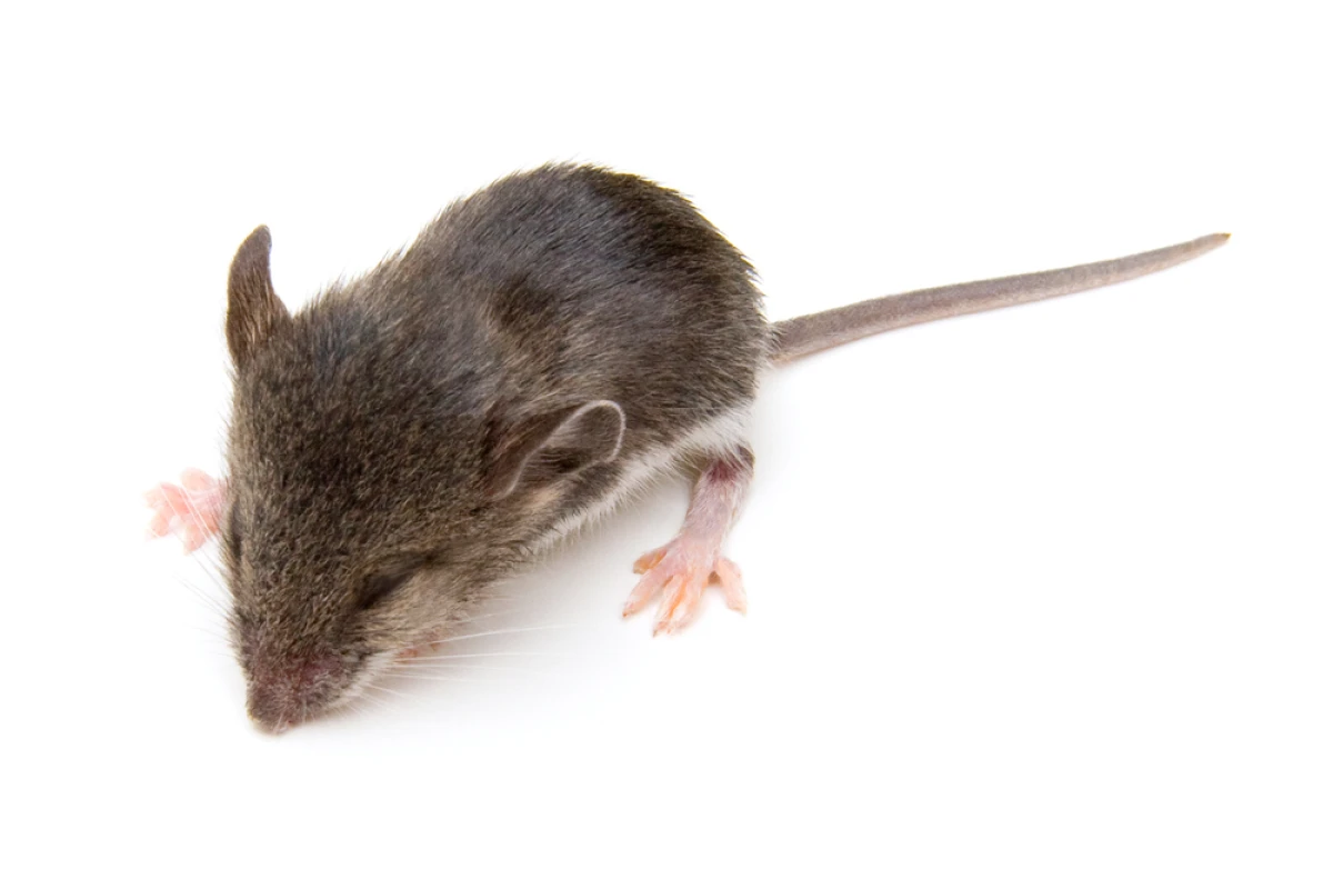 Researchers at Stanford University have successfully alleviated PTSD in sleeping mice (Photo: Melinda Fawver/Shutterstock)