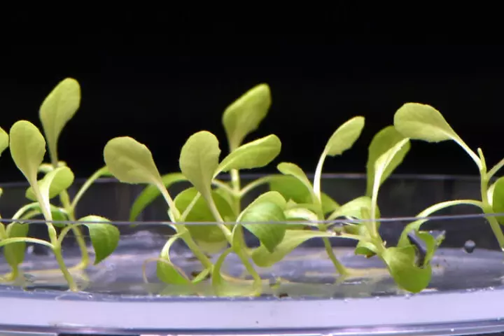 A sample of plants grown in complete darkness, thanks to an acetate medium