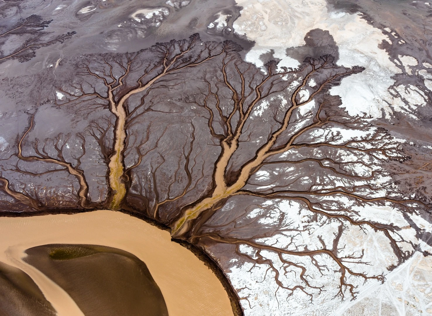 Tree of life, the aerial shot of Colorado river was taken in Baja California, Mexico