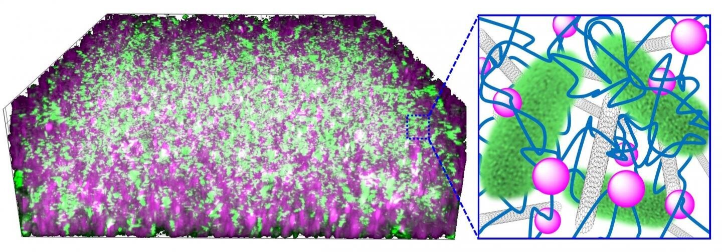 The bacteria are embedded in a composite material made of carbon nanotubes and silica nanoparticles interwoven with DNA