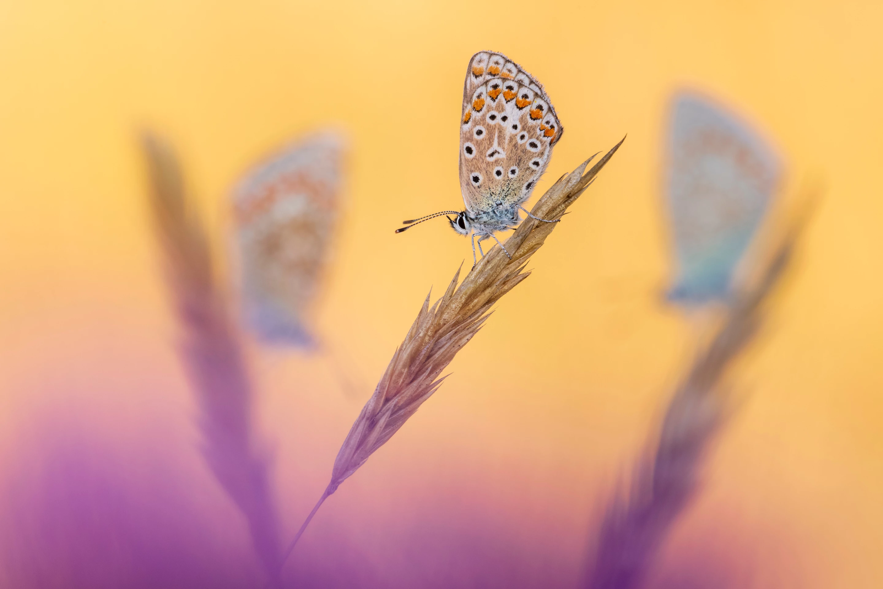 "Three’s a Crowd" – Ross Hoddinott, Hidden Britain Winner. Taken with Nikon D850 and Nikon 200mm f/4 Micro lens. 200mm; 1/100th second; f/16; ISO 640