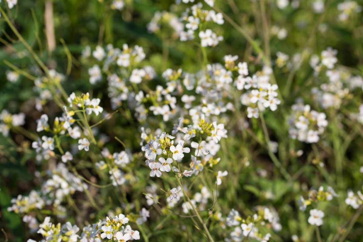 Plants that touch each other are more resilient to stress