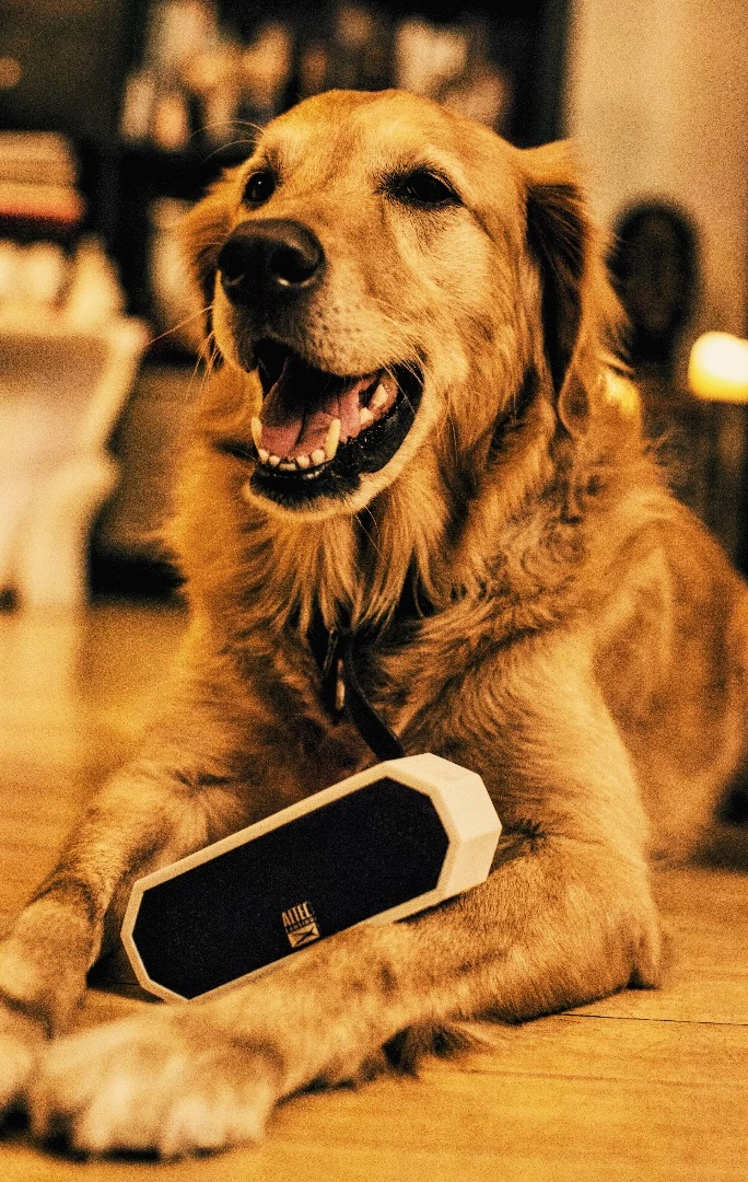Altec Lansing Jacket H2O: dogproof, unless she starts eating the rubber shell