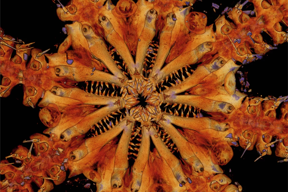 A close-up micro-CT scan of Ophiojura's eight sets of toothy jaws