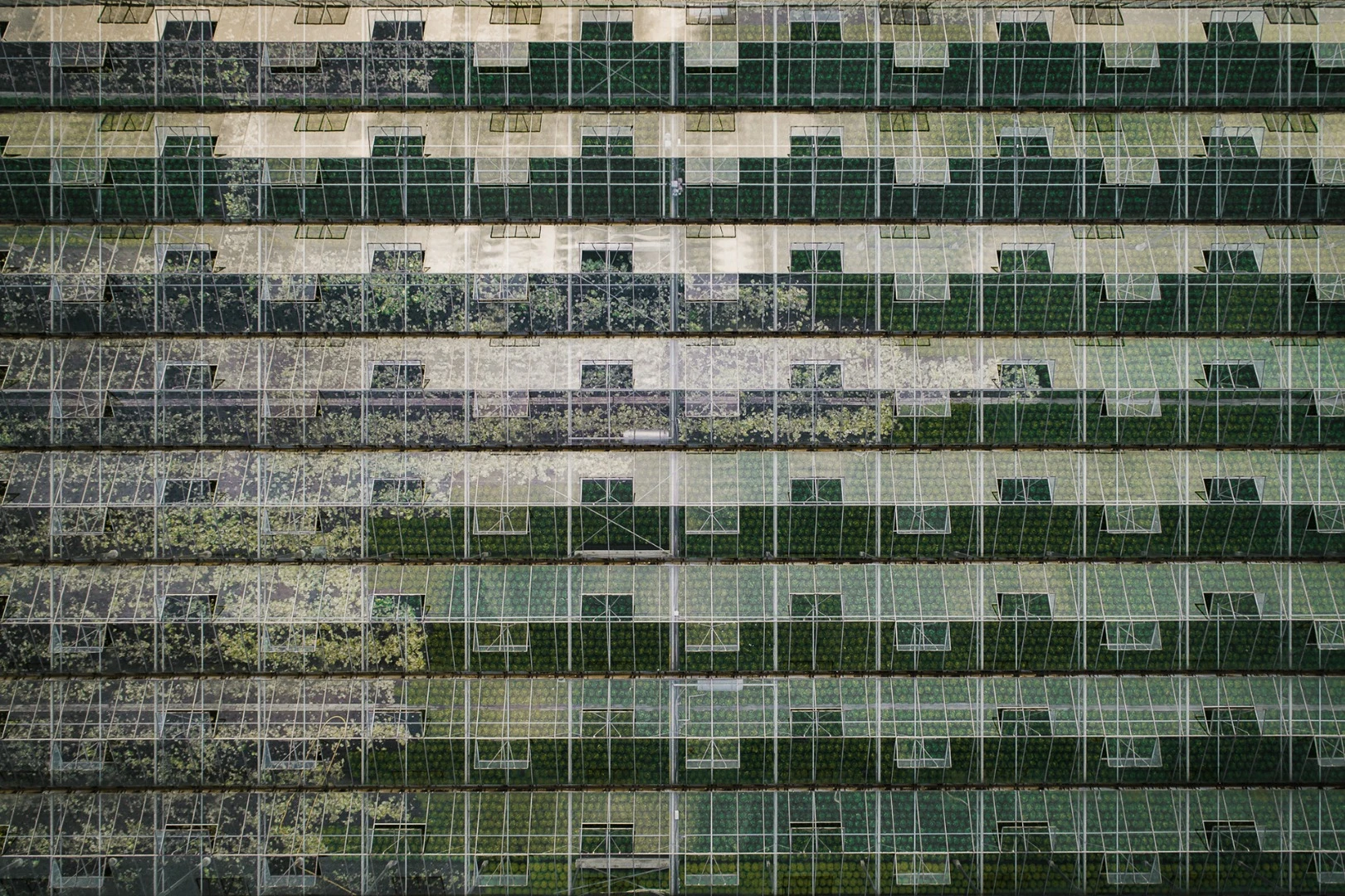 The Cultivation Series: Dedicated to the art of gardening, this series is an examination into the ways humans corral nature