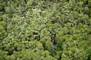 Forest canopy in Gabon