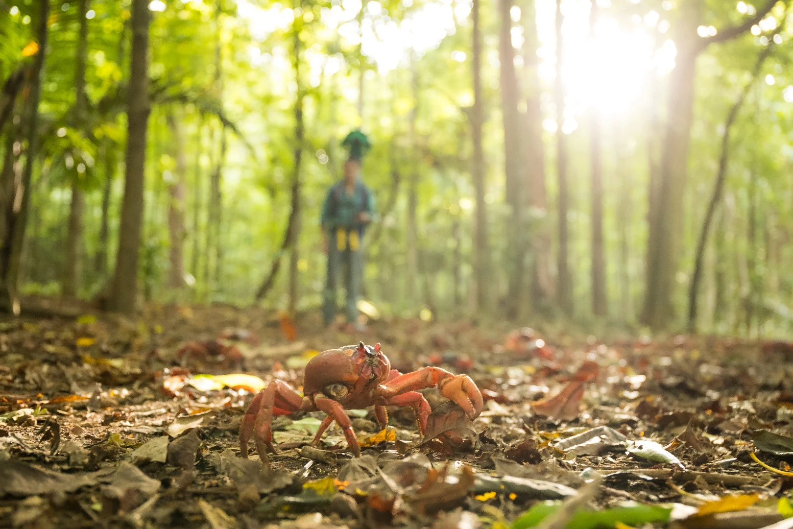 More than 45 million red crabs emerge from the forest on Christmas Island and head down to the coast, where they lay their eggs in the sand each year