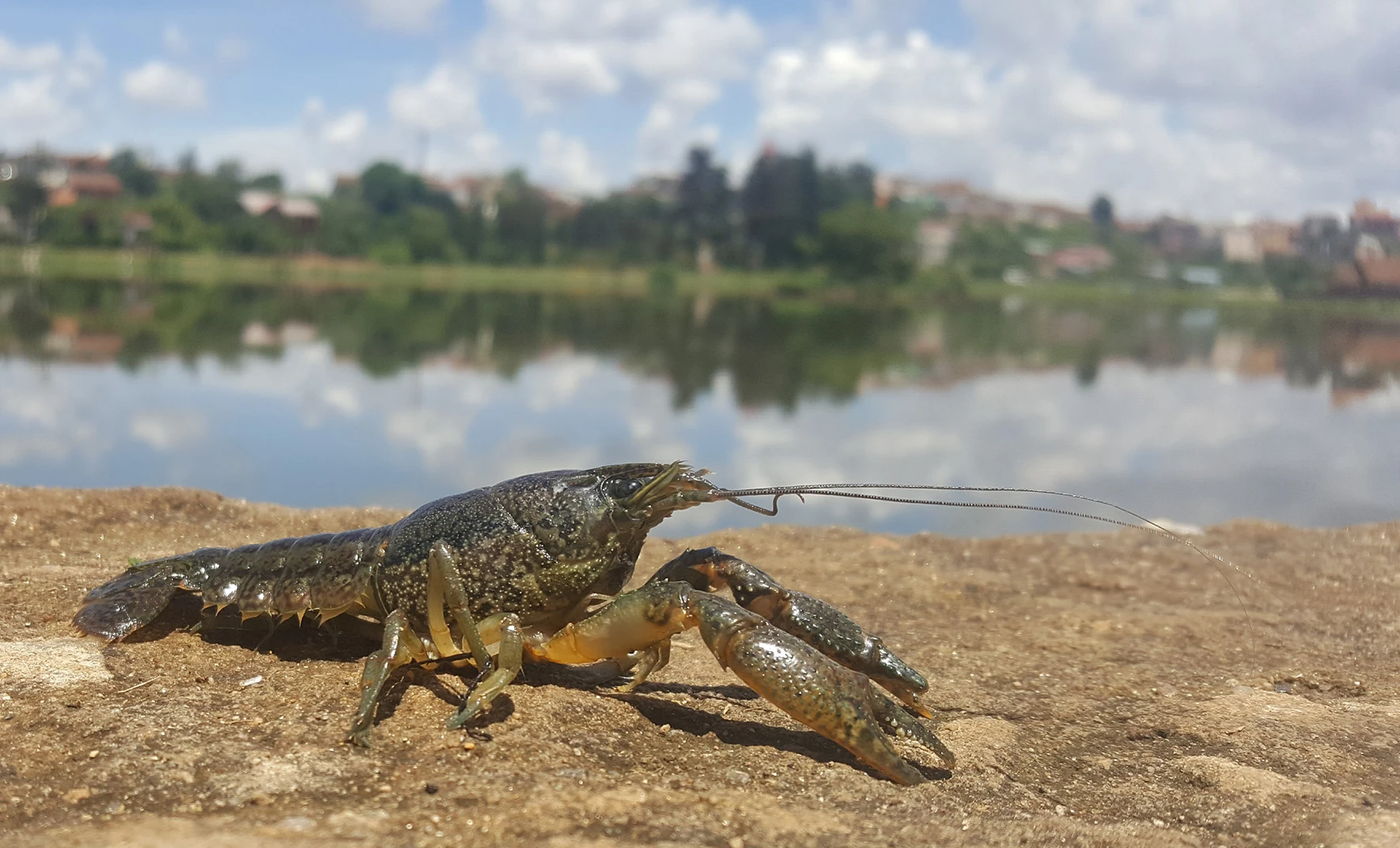In Madagascar, the populations of marbled crayfish have increased dramatically due to excessive asexual reproduction