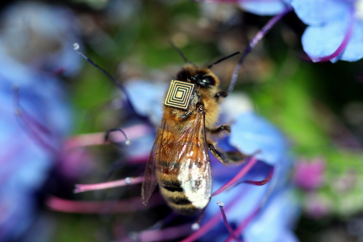 The flat, square tags measure 2.5 mm per side, and are being affixed with adhesive to the backs of bees in Hobart, Tasmania
