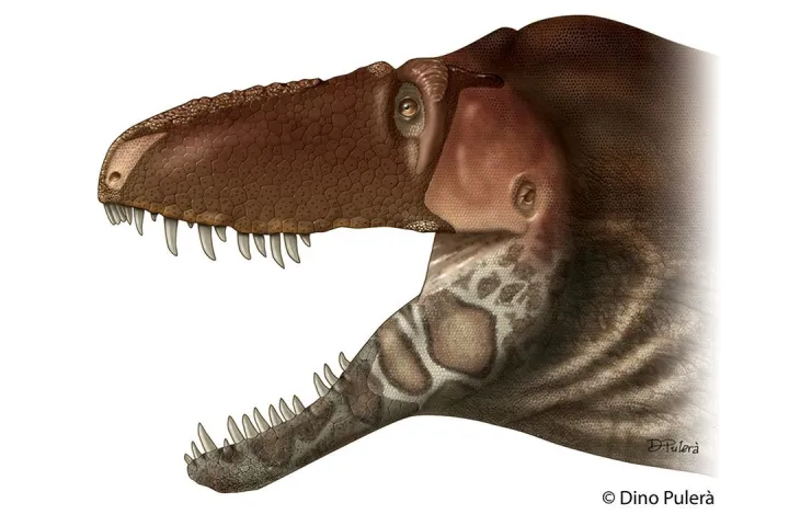 The reconstructed head of a Daspletosaurus horneri, with large flat scales adorning most of its face and bony, armor-like patches on its snout and the sides of its lower jaws