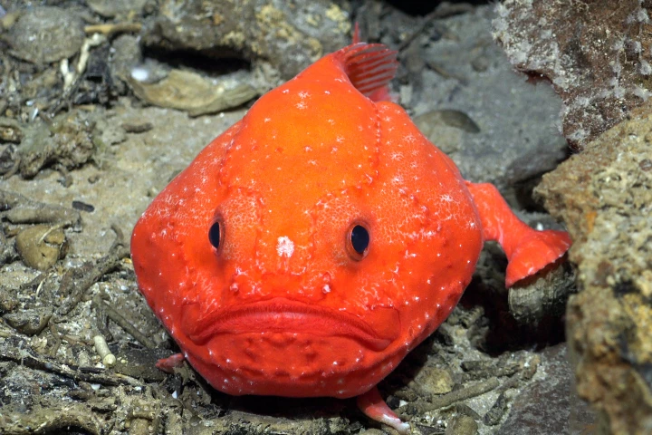 A Chaunax, a bony fish in the sea toad family, seen on the southwestern flank of Rapa Nui