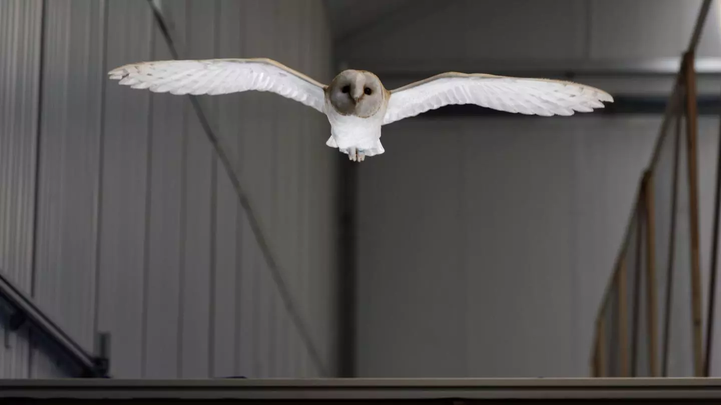 By studying a barn owl in flight, scientists have uncovered an interesting mechanism birds use to counter gusts of wind in flight