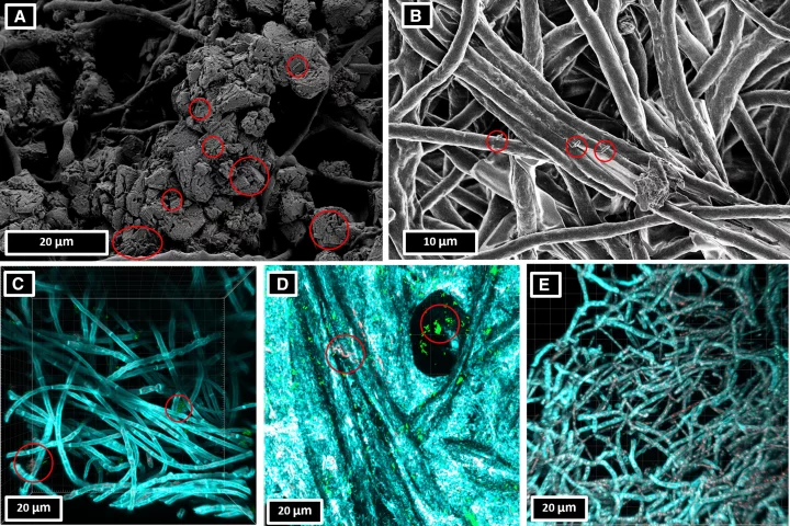 SEM and confocal microscopy images of S. pasteurii grown in liquid cultures with non-viable mycelium scaffolds with the red circles likely representing bacteria