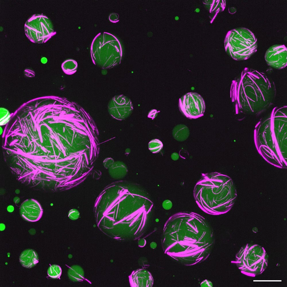 The new sythetic cells build a cytoskeleton (highlighted in fuschia) out of DNA and peptides