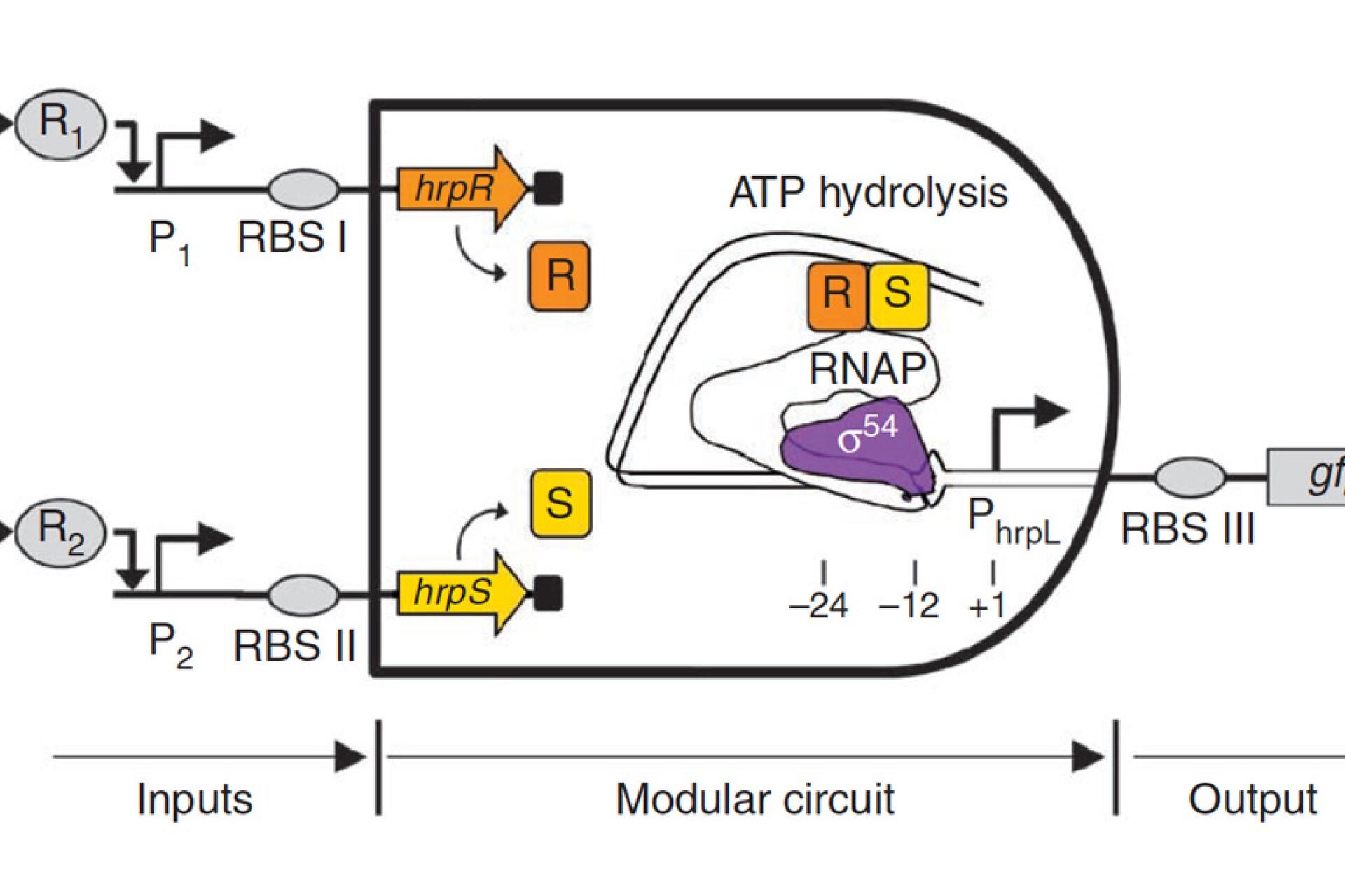 Logic gates created from DNA and bacteria could form basis of