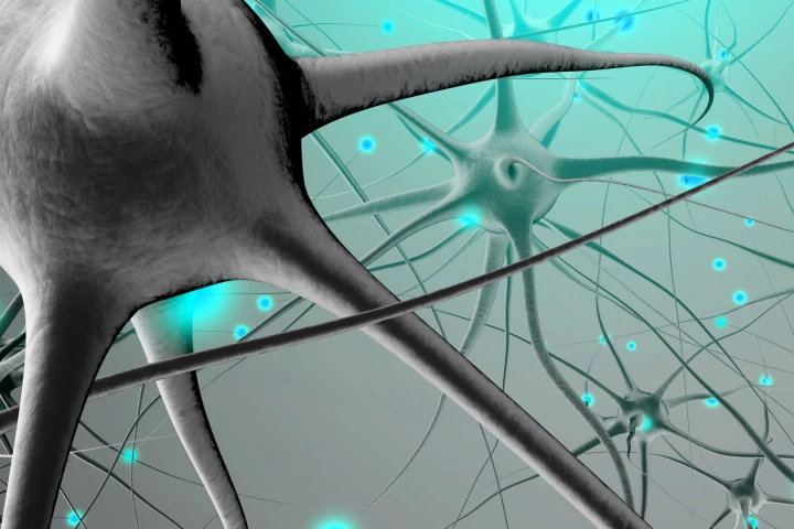 Researchers hypothesize a newly discovered mechanism may be responsible for general age-related memory problems