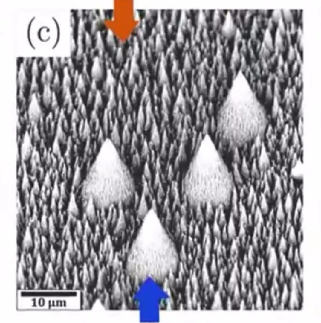 Close up of nanograss with the nanostructures (red arrow) and microstructures (blue arrrow)