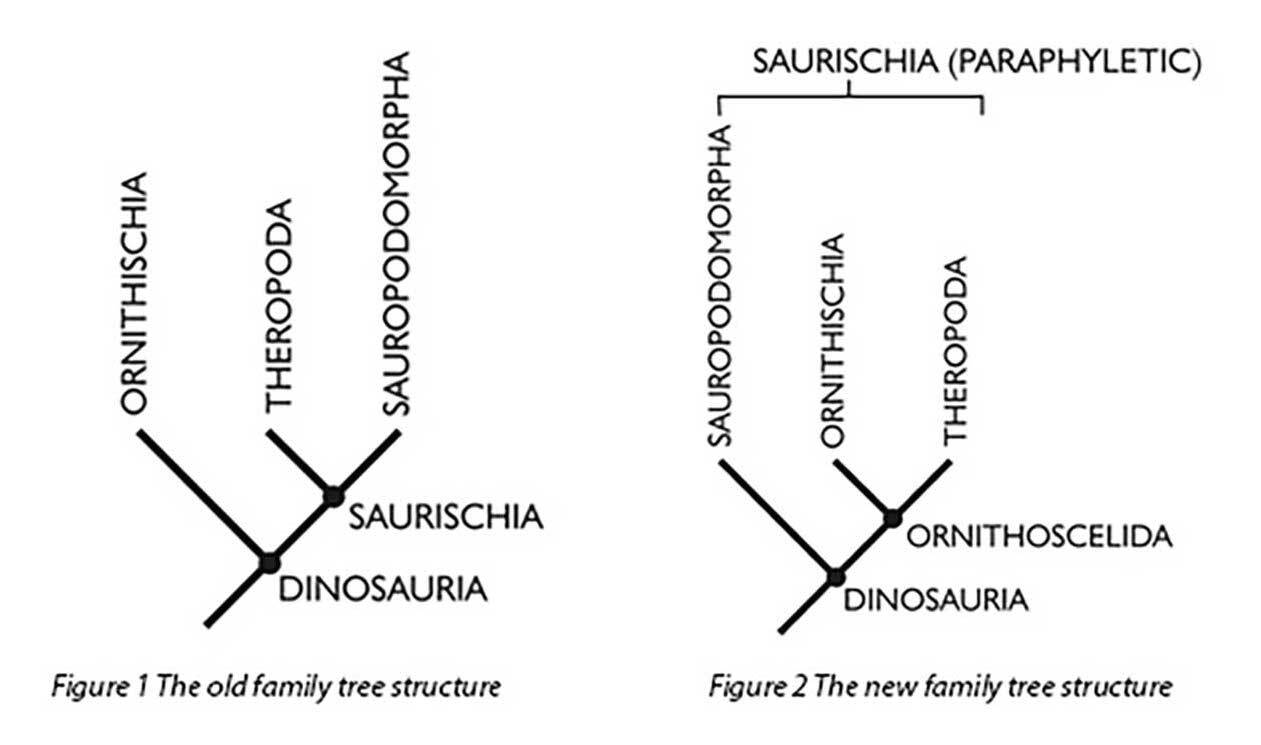 The old dinosaur family tree, left, has had a bit of a shuffle, thanks to new clues in fossils