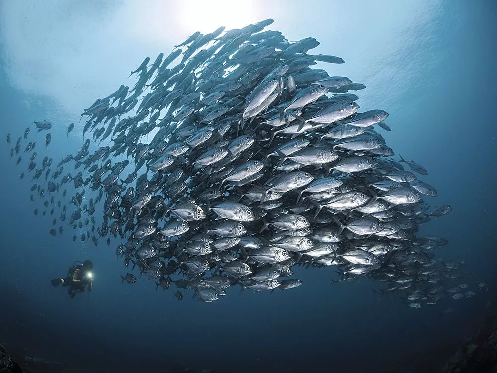 Honorable mention. A school of bigeye jacks off the coast of Indonesia