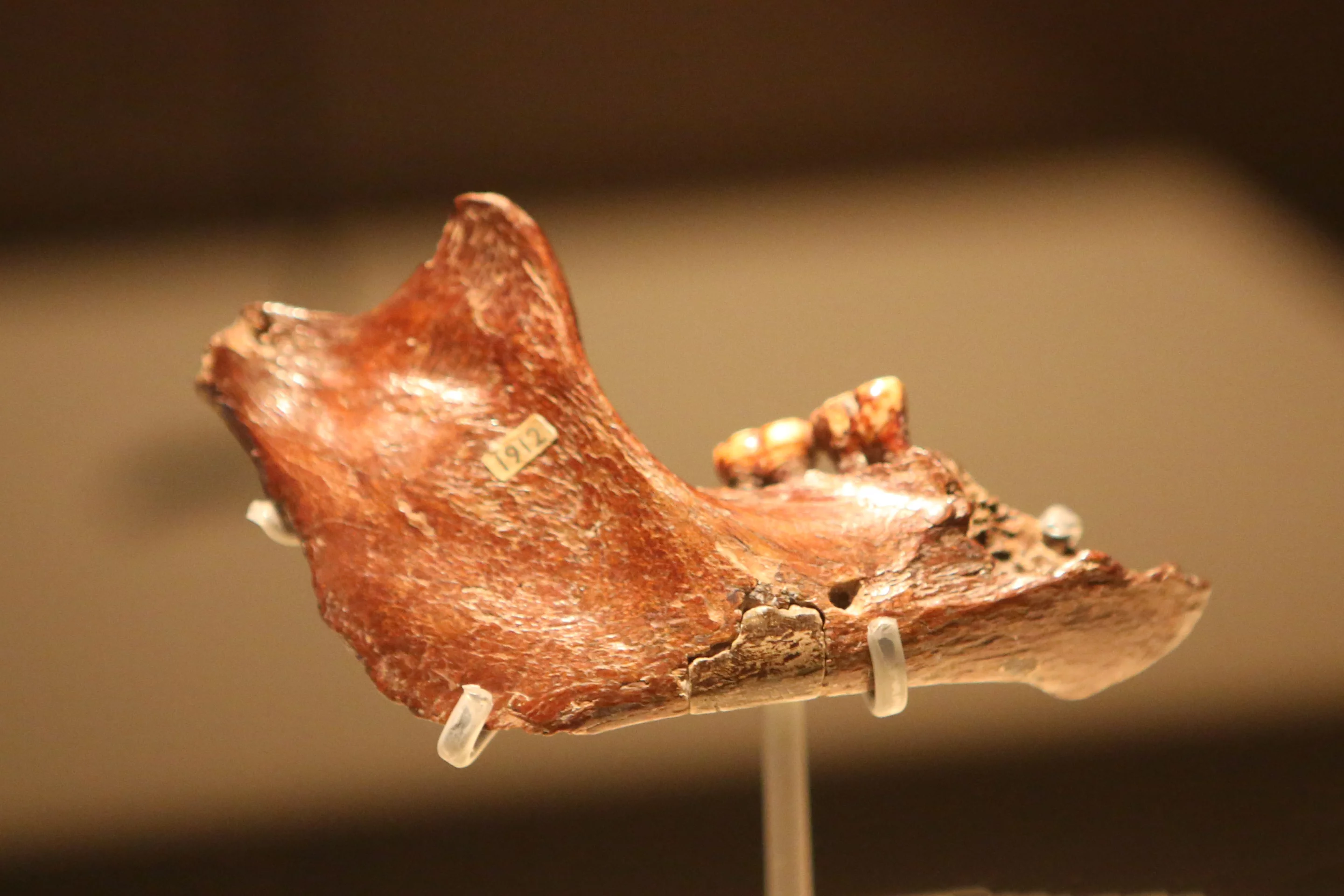 The jawbone of "Piltdown Man" – a so-called missing link between apes and humans that turned out to be one of the greatest scientific hoaxes of all time. Its "discoverer," Charles Dawson, had combined fragments of human and orangutan bones into one skull