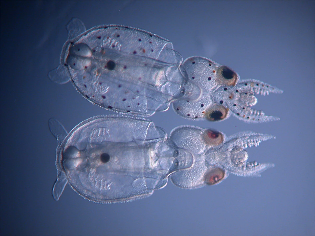 The squid hatching at the bottom of the image was successfully gene-edited to remove its spotted pigmentation