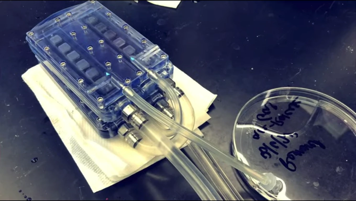 A bioartificial kidney prototype has been tested in the lab