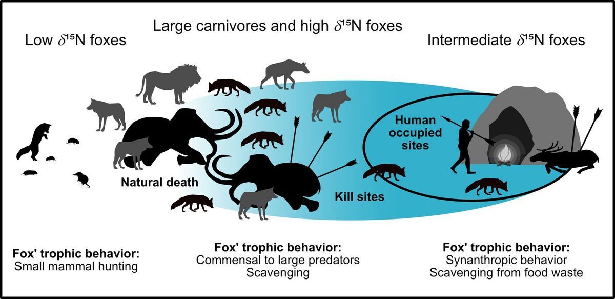 Infographic of ancient fox feeding strategies