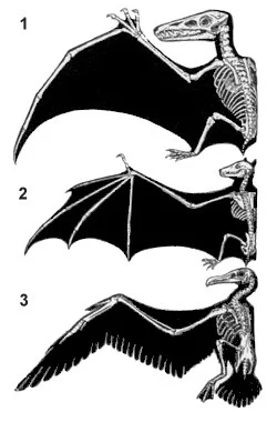 A pterosaur wing, bat wing, and bird wing.Image via Wikimedia Commons.