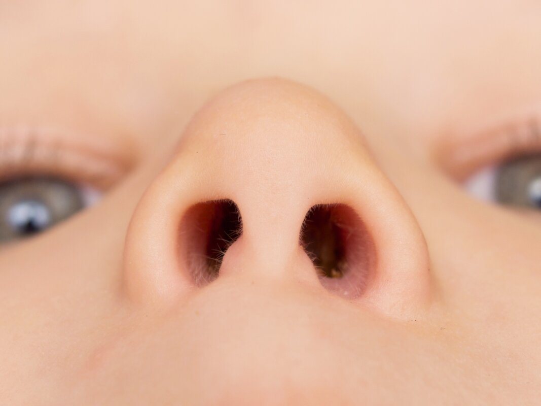 A hidden map in your nose may hold the secret to smell