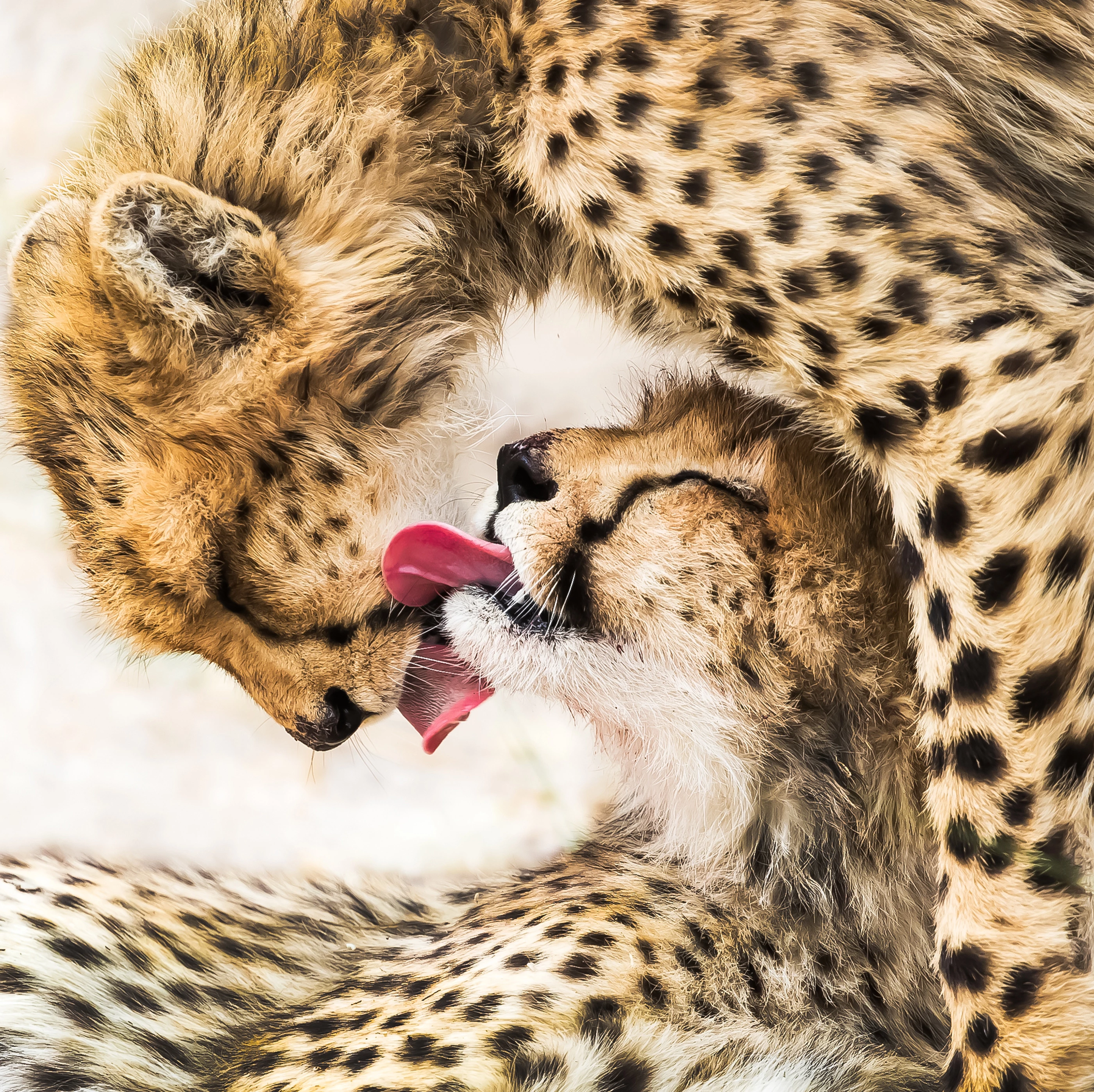 Winner, Natural World & Wildlife, Tai Chi Diagram. These cheetahs had just eaten an antelope, and were licking the bloodstains off each other’s faces