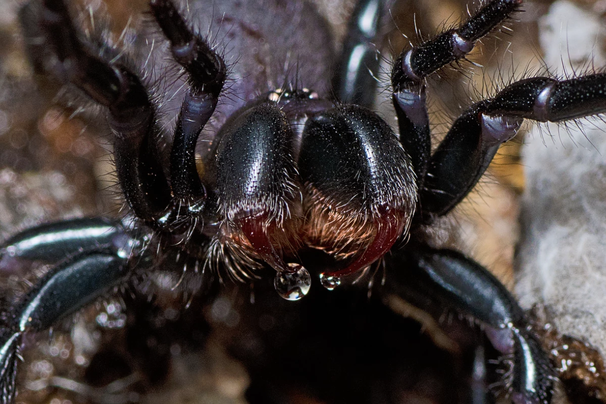 The venom from the K'gari funnel-web may hold the key to some astounding medical breakthroughs