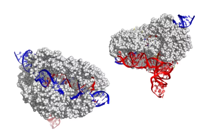 The structure of the CasX enzyme (grey), which uses RNA (red) to target and cut DNA (blue)