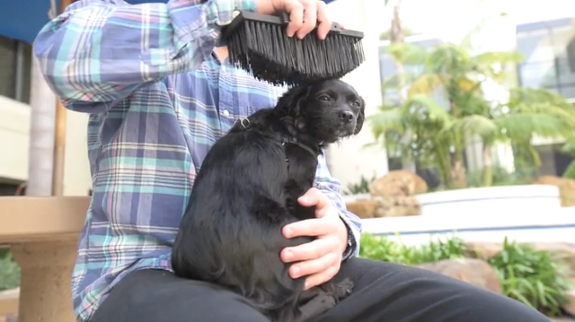 "Honestly… it's a brush. If we get funding, we should definitely be able to make it" – Solowheel